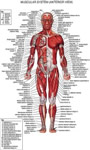 Muscular System