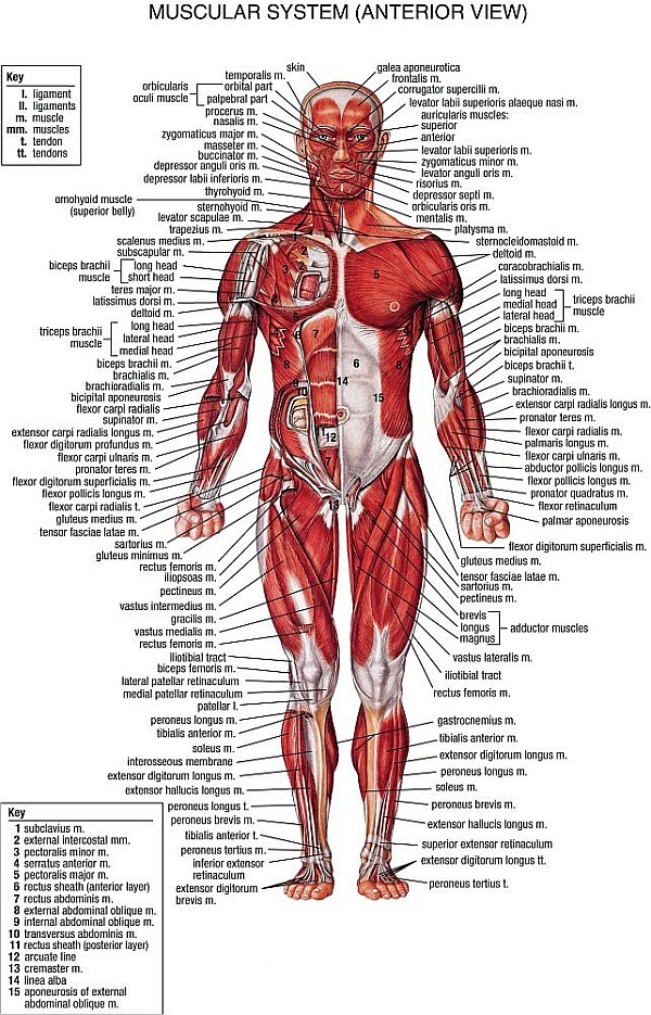 Muscular System